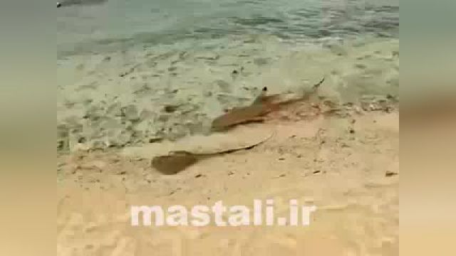 گلاور:فیلم/ شکار سفره ماهی توسط یک گله کوسه