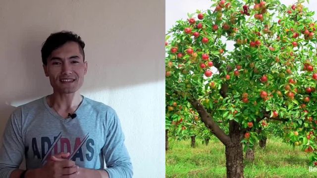 آموزش هرس 11 نوع درخت میوه و انواع شاخه بری حرفه ای
