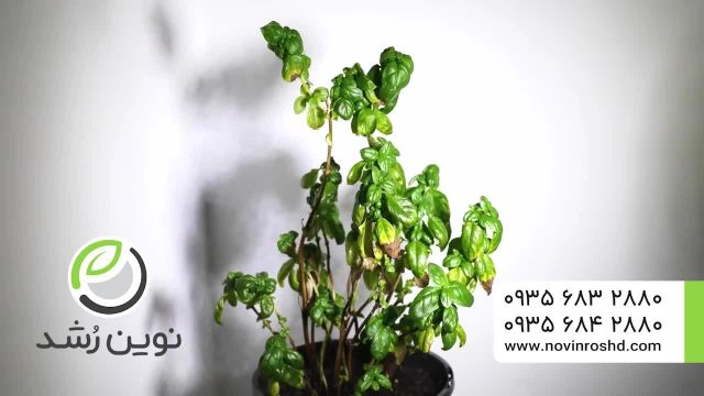تایم لپس رشد گیاه - کود رشد خارجی