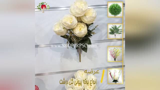 لیست انواع بوته پیونی گل درشت | فروشگاه ملی