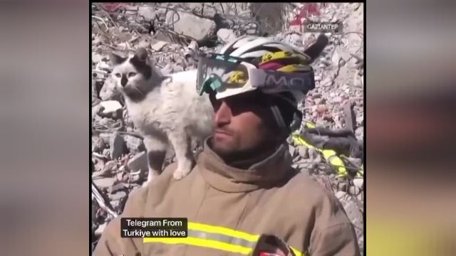 وابستگی عجیب گربه به امدادگری که از زیر آوار زلزله ترکیه نجاتش داد | ببینید