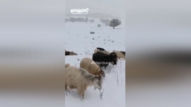 چرا دام‌ها زیر بارش شدید برف در کردستان تحت تأثیر قرار می‌گیرند؟