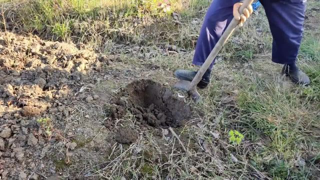 نکات مهم در مورد خاک و کاشت بلوبری