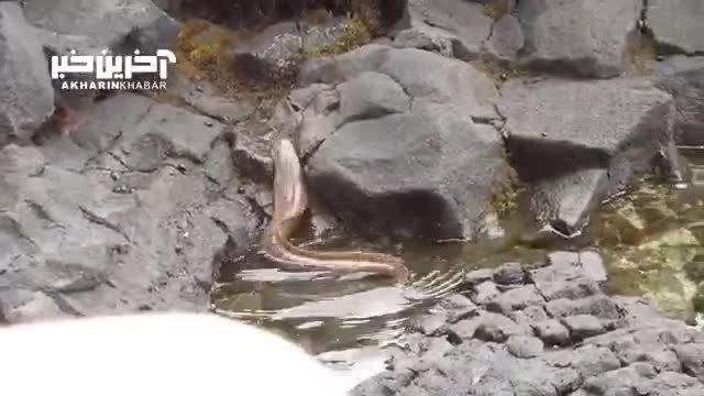 حمله مار ماهی برای شکار یک خرچنگ سرعتی