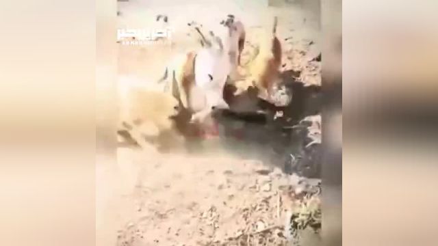 ویدئویی شگفت‌انگیز از حمله باورنکردنی یک الاغ به گراز وحشی!