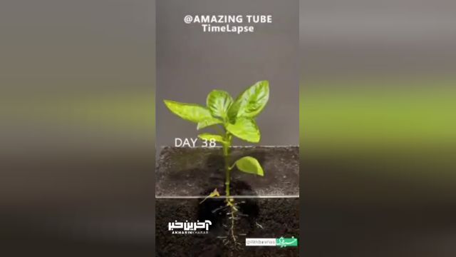 ویدیویی جالب از تایم‌ لپس فرآیند رشد یک دانه