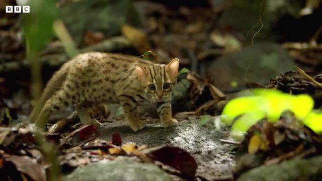 کوچکترین گربه جهان | گربه خالدار زنگ زده که تا کنون ندیده اید!