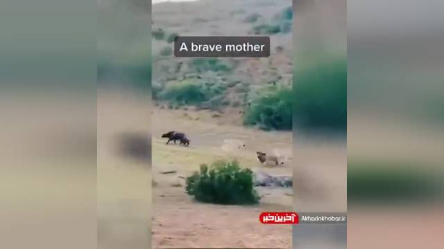 نجات گوساله از چنگال شیرها توسط گاومیش مادر | ویدیو