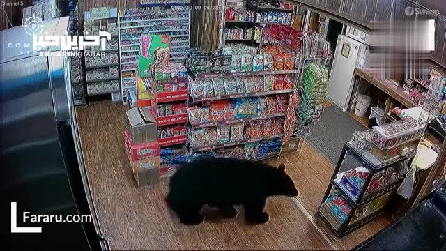 سرقت خرس سیاه بزرگ از سوپر مارکت
