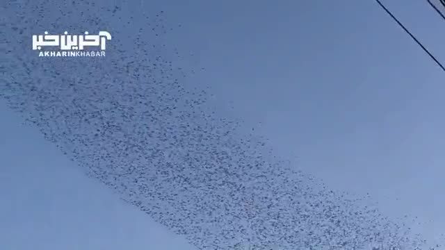 رفتار عجیب پرندگان در آسمان ژاپن بعد از زلزله: لحظاتی پس از وقوع