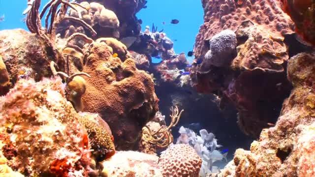 زندگی دریایی زیر آب | ماهی مرجانی و موسیقی آرامش بخش آکواریومی
