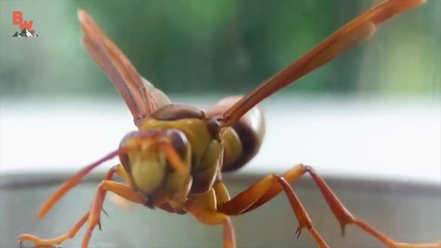 STUNG by an EXECUTIONER WASP!  تجربه نیش زنبور