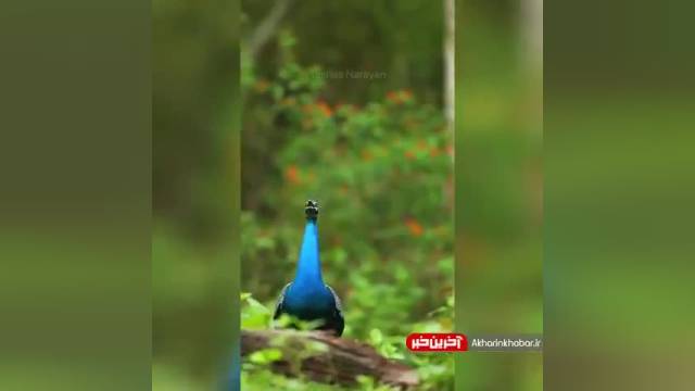 صدای طاووس همراه با لحظه باز کردن پرهای طاووس