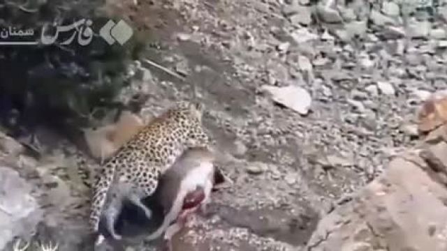 ویدئویی از شکار قوچ وحشی توسط پلنگ ایرانی