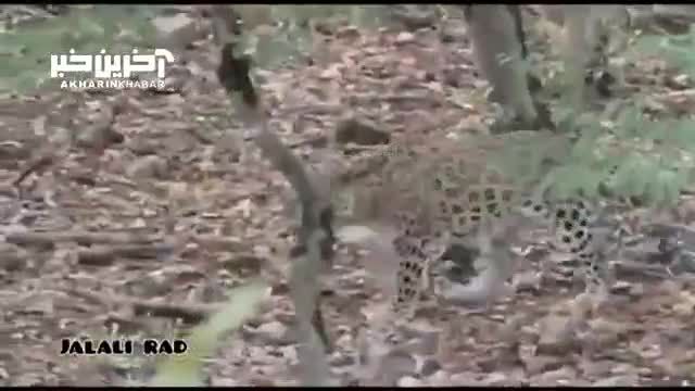 پلنگ ایرانی در پارک ملی گلستان | ویدئو