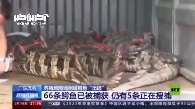 تصاویر تمساح فراری پس از وقوع سیل در چین