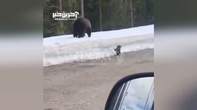 حمله خرس ماده به خودروی گردشگران برای دفاع از فرزندش