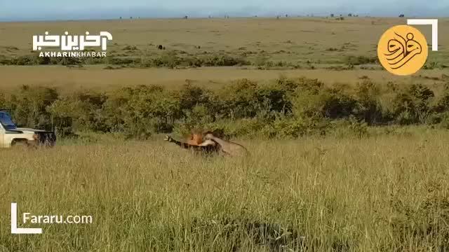 دو شیر نر با آسانی یک بوفالو را شکار کردند: داستانی هیجان‌انگیز