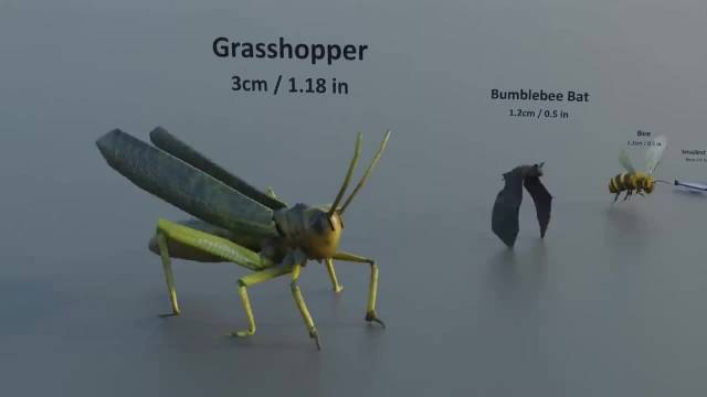 مقایسه سه بعدی سایز حیوانات گوناگون از ریز تا درشت