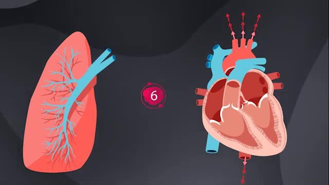 آناتومی سیستم گردش خون (نحوه عملکرد قلب) | آموزش آناتومی عمومی | جلسه هفتم (6)