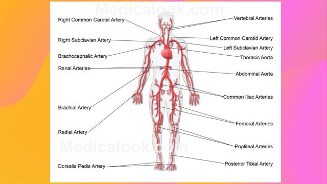 آناتومی سیستم گردش خون و قلب | آموزش آناتومی عمومی | جلسه هفتم (8)