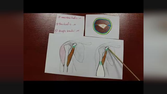عضلات کمپارتمان قدامی بازو | آموزش علوم تشریح (آناتومی) اسکلتی - عضلانی | جلسه نوزدهم (1)