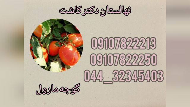فروش عمده بذر گوجه فرنگی مارول
