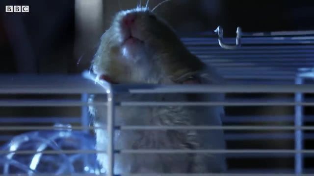 ویدیویی دیدنی از فرار همستر از قفس که باید ببینید!
