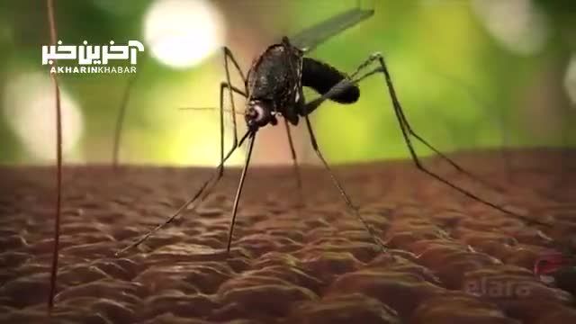 وقتی پشه مالاریا شما را نیش می زند چه اتفاقی می‌ افتد؟