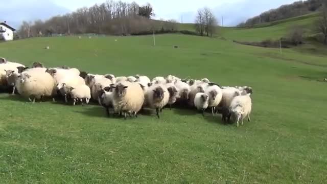 گوسفندان در چراگاه