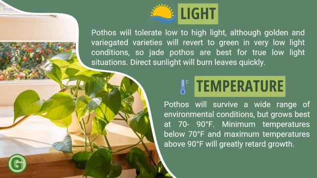 بهترین نور و دما برای گیاه پوتوس چیست؟