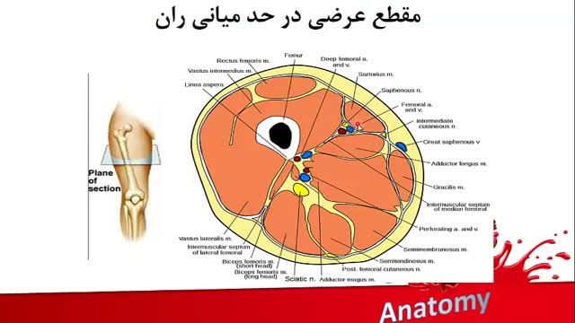 آناتومی مقاطع عرضی اندام فوقانی و تحتانی | آموزش جامع آناتومی مقطعی بدن | جلسه دوازدهم (4)