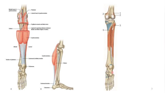 آناتومی عضلات خلف ساق پا | آناتومی و ساختار عضله دوقلو