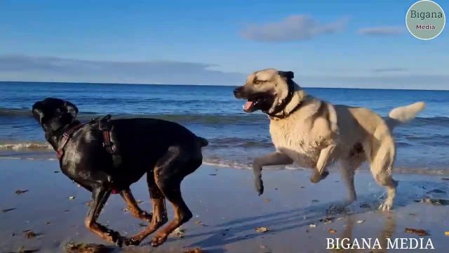 قدرتمند ترین سگ دنیا | سگهایی برای نبرد با حیوانات وحشی