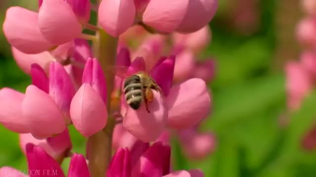 ویدیویی آرامش بخش از طبیعت و گل ها که حتما باید ببینید!