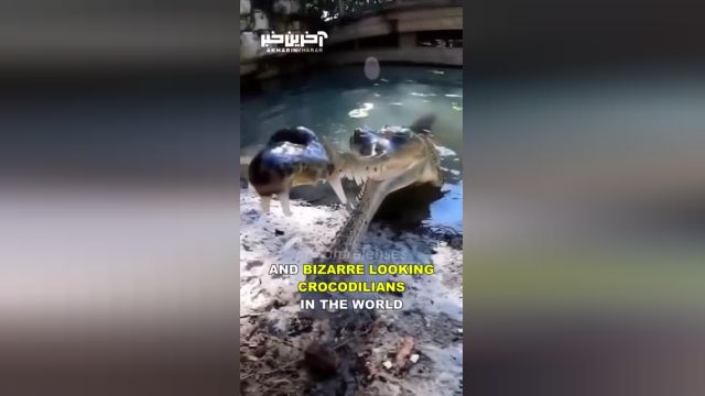گریال؛ بامزه ترین تمساح جهان!