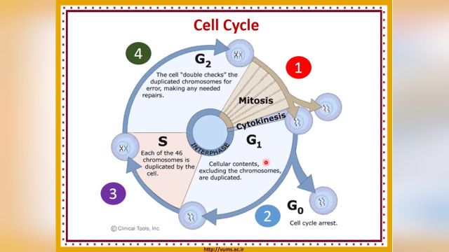 هسته سلولی (Cell Nucleus) | آموزش جامع و کامل بافت شناسی عمومی | جلسه چهارم (2)