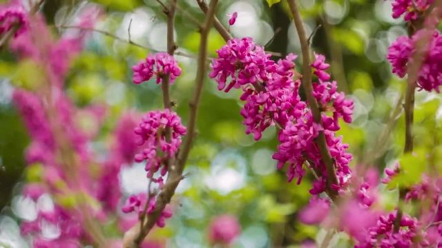 رنگ‌ های شگفت‌ انگیز گل‌ های بهاری و برگ‌ های پاییزی | ویدیوی آرامش‌ بخش با صداهای طبیعت