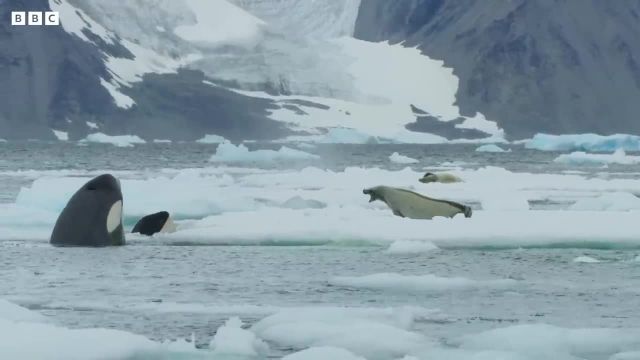 تکنیک شکار خارق العاده نهنگ قاتل را در این ویدیو ببینید!