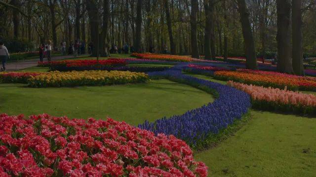 لاله های کوئکنهوف | گلهای بهاری هلند فوق العاده آرامش بخش | سفر به هلند