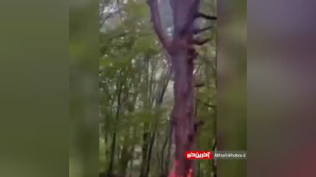 آتش زدن درخت در روز طبیعت در در جنگل زرین‌آباد ساری | ویدیو
