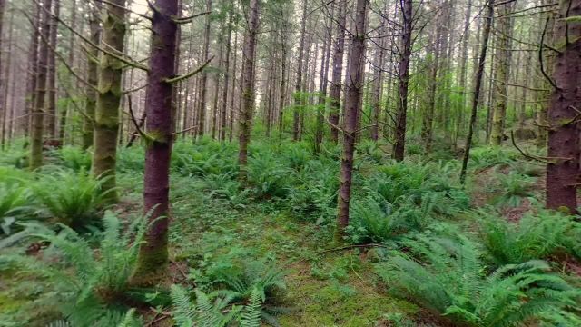آرامش جنگل | ویدیوی جنگل آرام با صدای آواز پرندگان و صداهای طبیعت