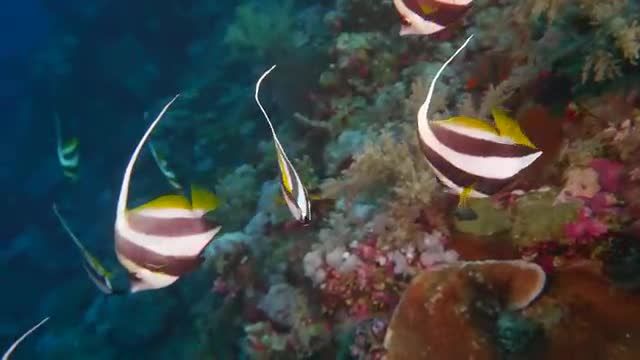 9 ساعت با ساکنان دریای سرخ | دنیای مرجانی با ماهی های رنگارنگ + شگفتی های زیر آب | شماره 2