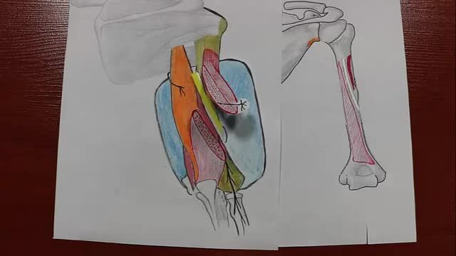 عضله کمپارتمان خلفی بازو (Triceps) | آموزش علوم تشریح (آناتومی) اسکلتی - عضلانی | جلسه بیستم