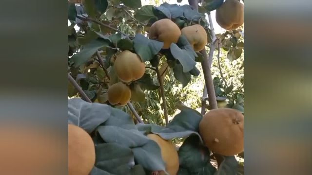 راهکارهایی برای افزایش باردهی درختان میوه