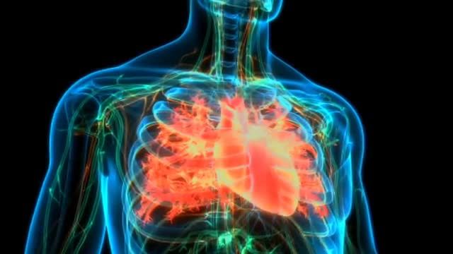 رفع چربی دور قلب | آنژیوی طبیعی برای گرفتگی عروق قلب