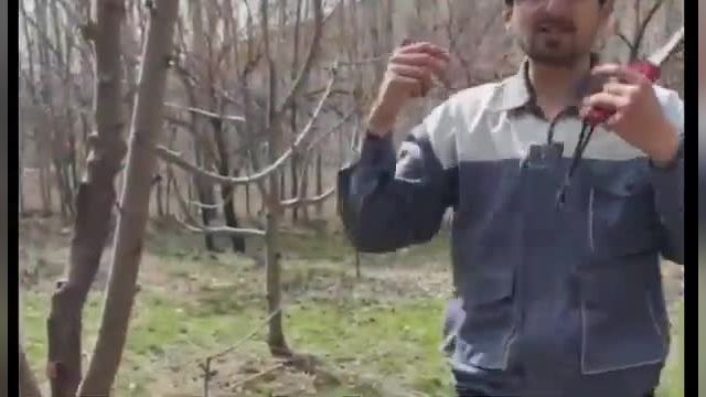 راه حلی هوشمند برای ایجاد شاخه در درخت با تکنیک ناچینگ