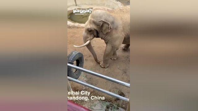 رفتار دوستانه یک فیل با گردشگران را مشاهده کنید