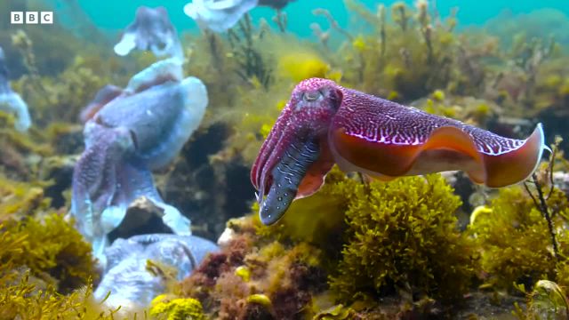ویدیویی جذاب از جفت ماهی که از ماده بودن تقلید می کند | ویدیویی از طبیعت با کیفیت 4K UHD