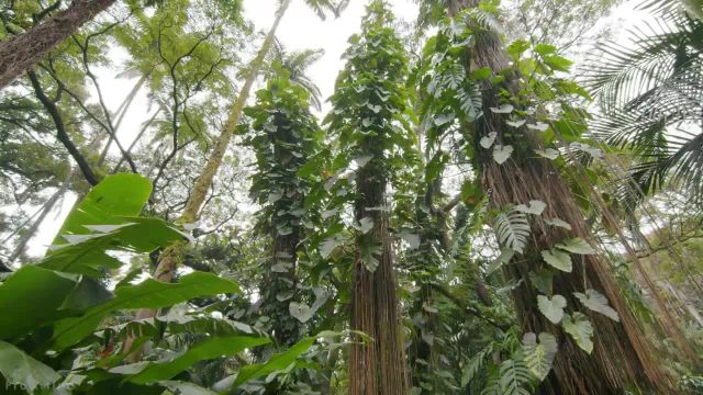 صداهای شگفت‌ انگیز جنگل | 8 ساعت آواز پرندگان در جنگل‌ های بارانی استوایی | قسمت 4